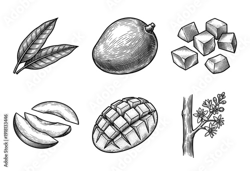 Vintage woodcut style botanical illustration set featuring whole mango fruit, leaves, sliced pieces, cubes, and flowering branch on a white background.