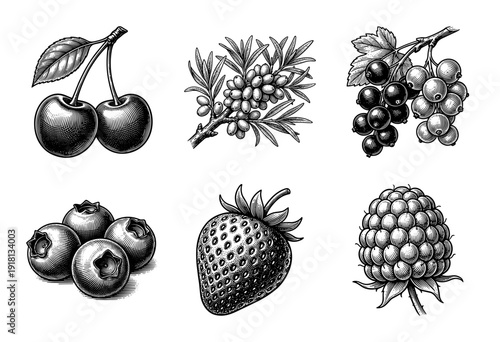 Vintage engraving collection of assorted berries and summer fruits including cherry sea buckthorn currant blueberry strawberry and raspberry in hand drawn style.