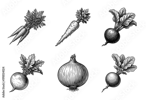 Vintage engraving of root vegetables collection featuring carrots, beetroots, onion, and radishes in a classic woodcut line art style.