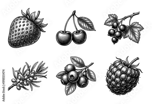 Vintage woodcut style collection of berry illustrations featuring strawberry cherry currant sea buckthorn blueberry and raspberry