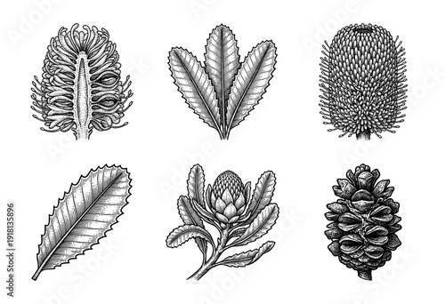 Vintage botanical engraving of Banksia protea elements featuring floral cones, serrated leaves, and seed pods in a classic woodcut style