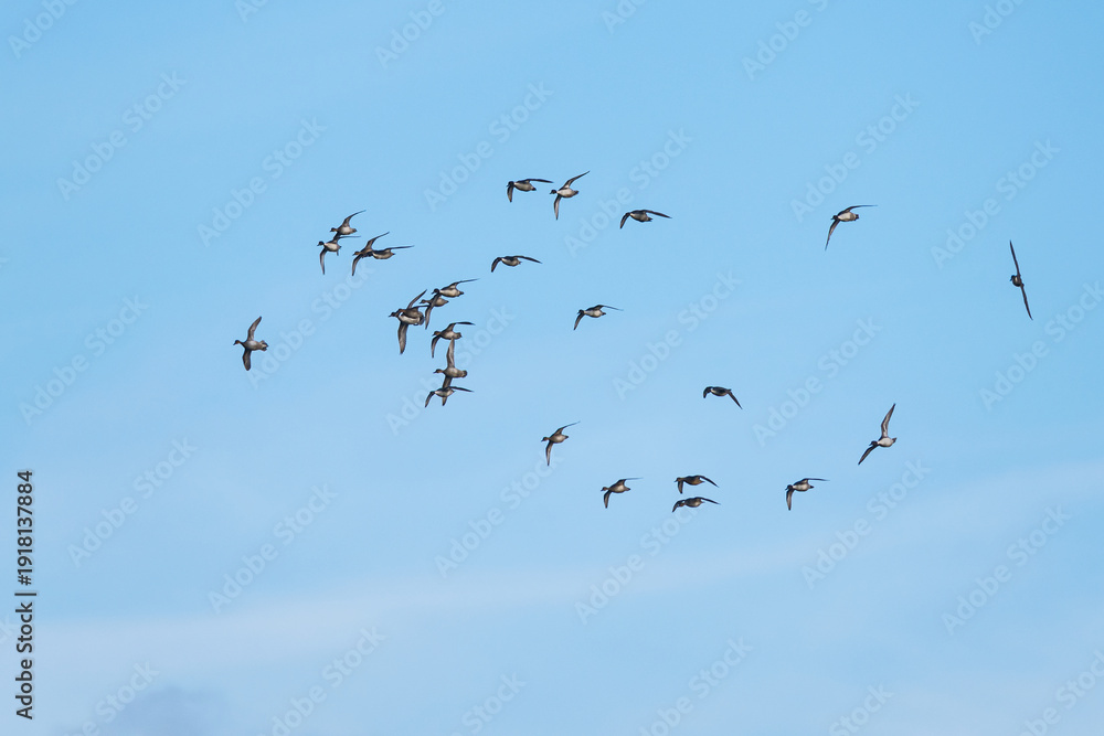 Fototapeta premium Northern Pintail, Anas acuta, birds on marshes