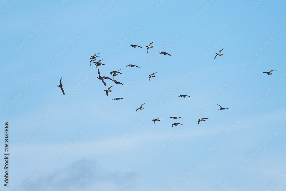 Fototapeta premium Northern Pintail, Anas acuta, birds on marshes
