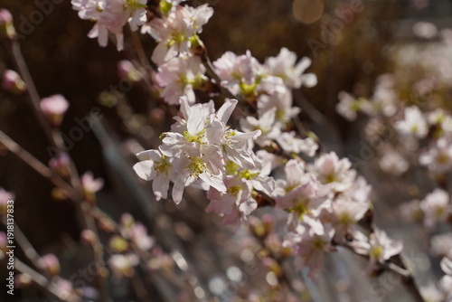 Foto blooming cherry tree