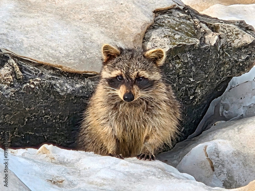 A curious raccoon, with slightly damp fur that enhances its textured appearance, peers out from a group of large rocks
