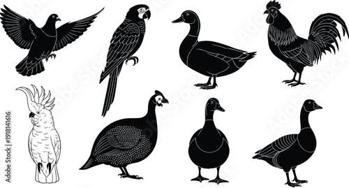 Black vector silhouette set of various birds and poultry including a parrot duck rooster pigeon cockatoo and goose for nature and farm animal branding