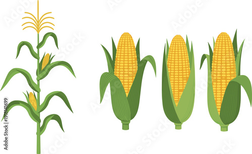 Corn plant and fresh maize ears with green husks set isolated on white background flat vector illustration