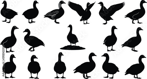 Black vector silhouette set of various ducks and geese in different poses including swimming standing and flying for farm poultry and waterfowl nature branding