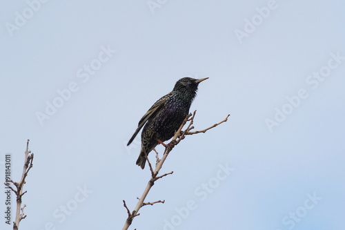 Sturnus vulgaris. Common Starling