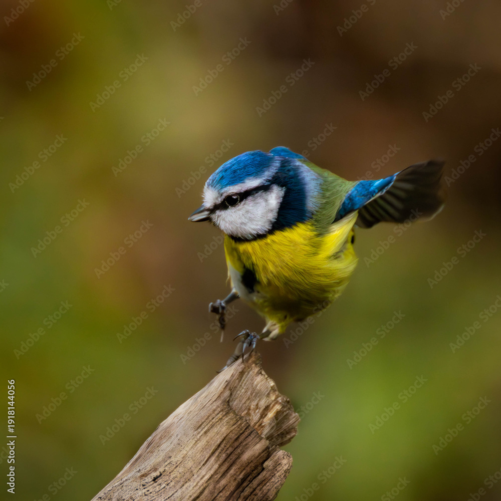 Obraz premium Bluetit