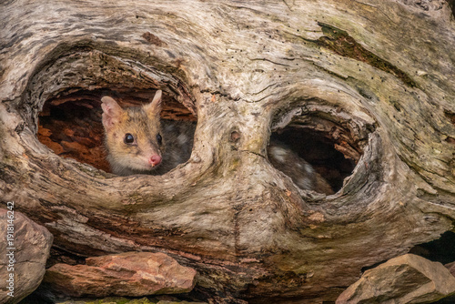 Portrait of a wild Spotted Quoll looking out from a hole in a fallen tree in Tasmania, Australia