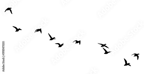 flock of ducks flying in sky isolated on transparent or white background