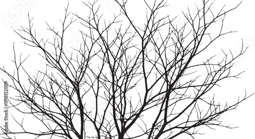 Silhouette of Bare Tree Branches Against a White Background winter