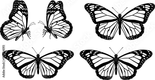 Detailed Black and White Monarch Butterfly Vector Illustration Set in Various Poses
