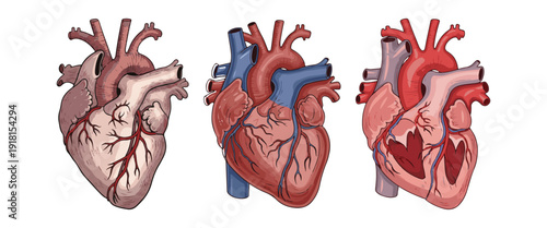 Realistic Heart Clipart Set – Outline and Silhouette Love Symbol Vector Illustration