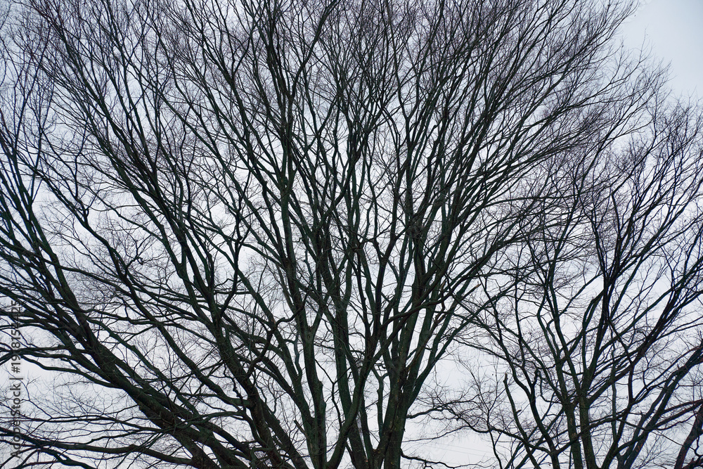 Obraz premium 冬の空に網目状に広がる落葉した樹木の幾何学的な枝ぶり