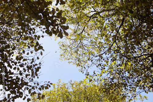 Blue sky surrounded with tree branches