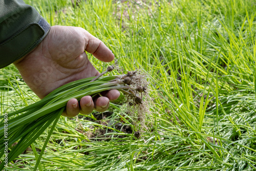 Foraging for wild onions in the spring forest. Close up of man's hands holding freshly harvested wild garlic or ramson, sustainable lifestyle and healthy organic food from nature.