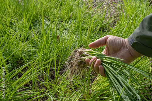 Foraging for wild onions in the spring forest. Close up of man's hands holding freshly harvested wild garlic or ramson, sustainable lifestyle and healthy organic food from nature.