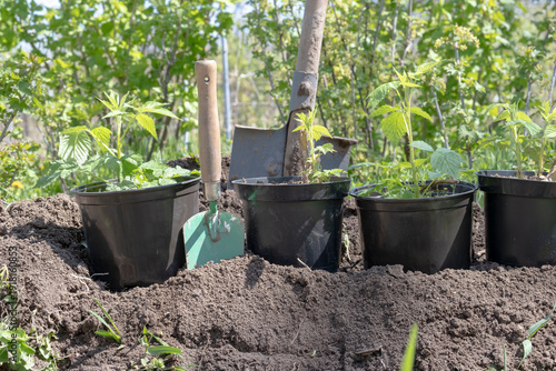Child in gloves holding raspberry seedling with soil, pots and shovel nearby. Spring garden planting concept, family gardening and sustainable lifestyle.