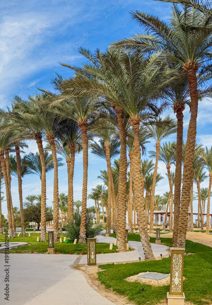 Fototapeta premium Landscape of Makadi Bay resort, Hurghada, Egypt