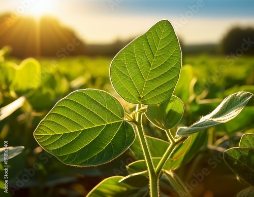 Wallpaper Mural close up of a vibrant green soybean plant thriving in a sun drenched field showcasing its intricate leaf structure and the promise of a bountiful harvest Torontodigital.ca