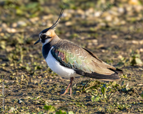 Fototapeta Lapwing, wading bird in full breeding plumage.