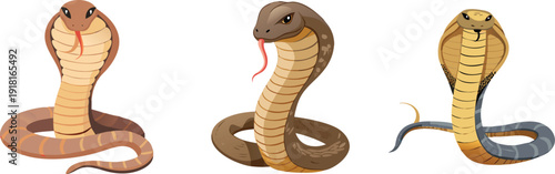 Three venomous snakes in defensive posture