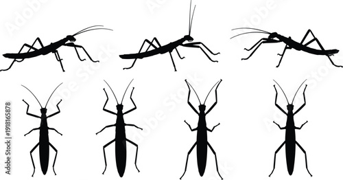 Praying mantis insect silhouette illustration set showing multiple poses and angles, representing predatory behavior, entomology study, wildlife nature, and insect anatomy concept