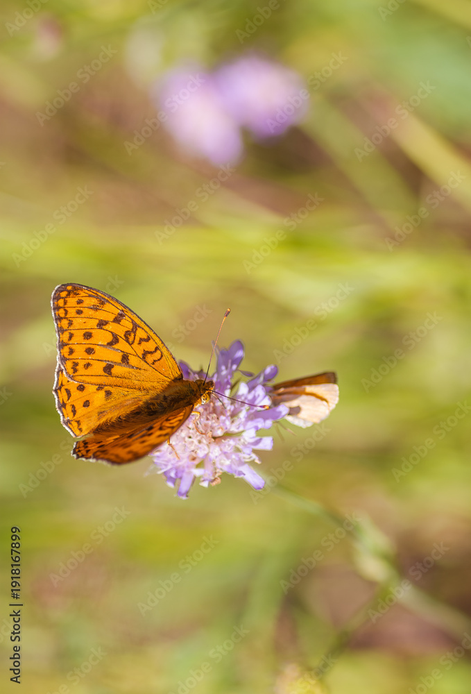 Obraz premium A mother-of-pearl butterfly on a flower