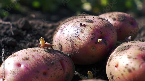 Freshly Harvested Red Potatoes Sprouting on Garden Soil.