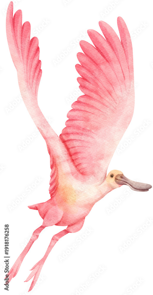 Naklejka premium Watercolor roseate spoonbill bird