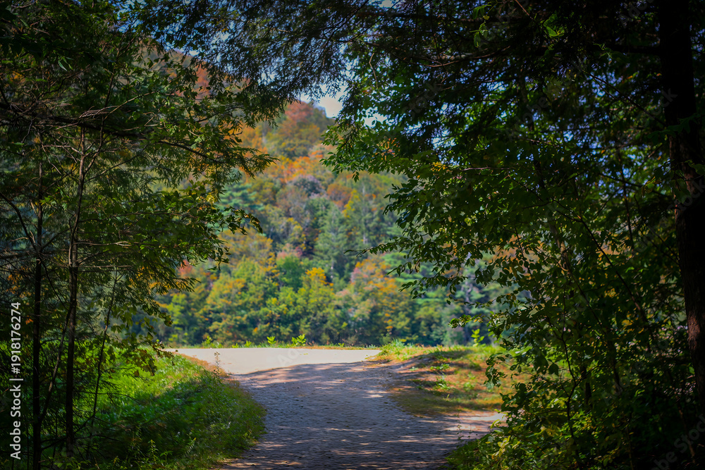 Obraz premium path in the forest during autumn