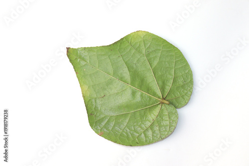 Green Leaf Of Tinospora Cordifolia Or Bora Phet Isolated
