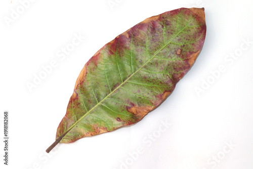 Pestalotiopsis Leaf Front Side Isolated on white Backgound