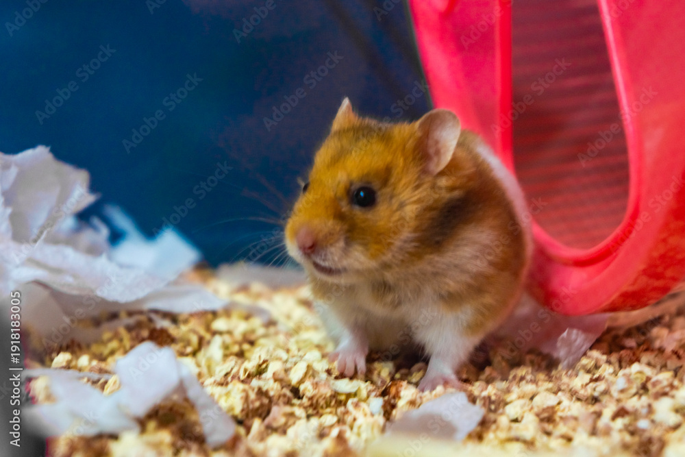 Ταπετσαρία Cute Syrian hamster sitting in a cage
