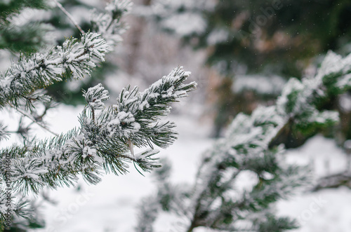 Minimal Scandinavian winter background with falling snow on evergreen trees and copy space for text.