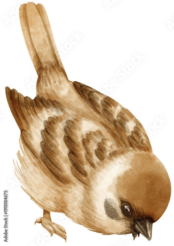 Photography Watercolor sparrow bird