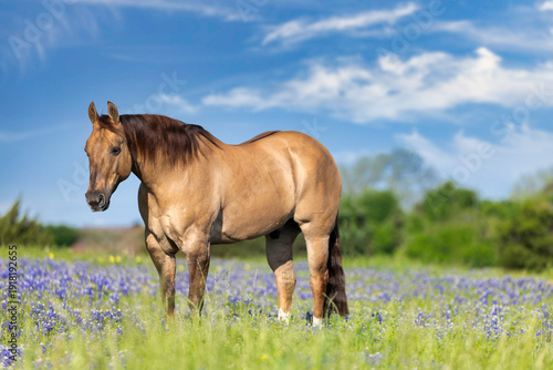 Tableau sur toile Dun Quarter Horse in Texas Bluebonnets