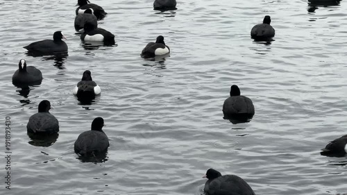 Black and white ducks swimming in sea drinking water with beaks close up. Winter migration season.