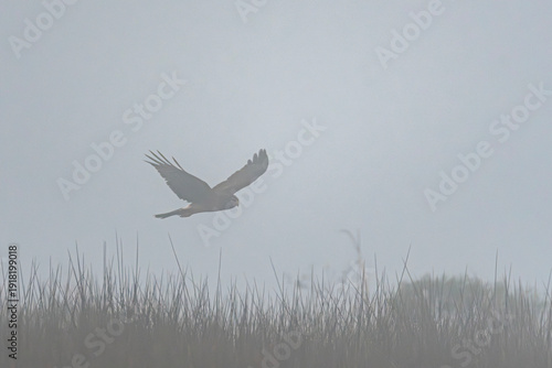 Morning Predator in the fog