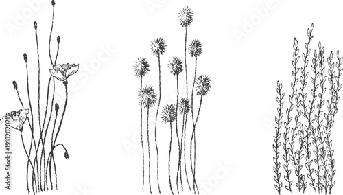 Hand drawn minimalist botanical sketches of wild flowers and meadow herbs in line art style