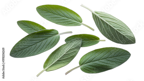 Fresh sage leaves isolated on transparent background for culinary and herbal design needs