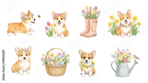Collection of Vector illustrations. Watercolor Welsh Corgi puppies. Cute watercolor corgi puppies with spring elements and flowers.  Perfect for invitation, card, poster, banner, decoration.