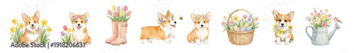 Watercolor Welsh Corgi puppies. Cute watercolor corgi puppies with spring flowers and eggs set.  PNG Collection of Vector illustrations. Perfect for invitation, card, poster, banner, decoration
