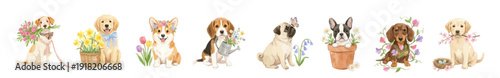 Photography Little spring puppies