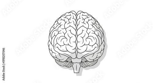 Anatomical illustration of human brain on white background