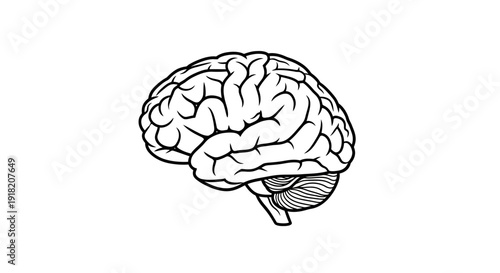 Anatomical brain illustration isolated on white background for medical concepts