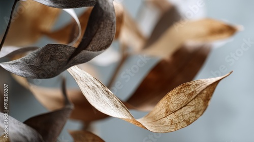 Dried eucalyptus leaves creating a moody atmosphere with soft light
