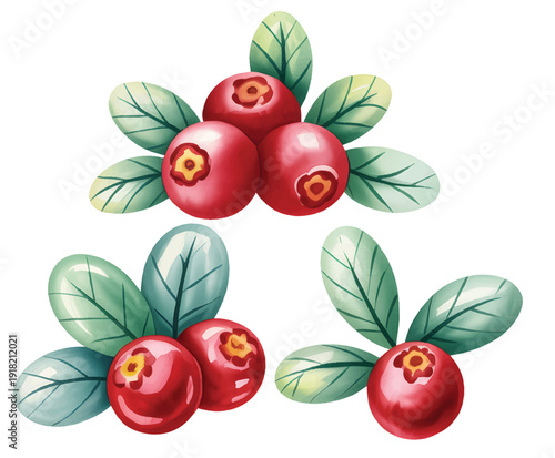 Botanical watercolor illustration of ripe cranberries on leafy branch in natural hand painted style.